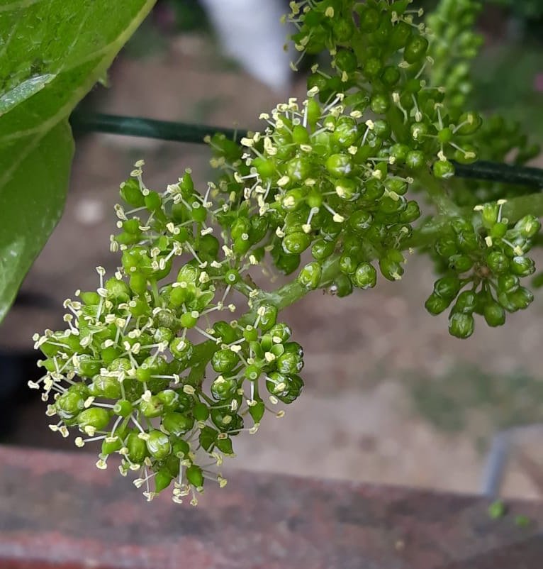 Цветение винограда